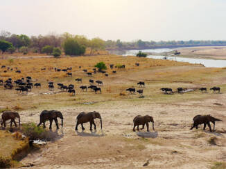 BBC Earth prezintă Regatul rivalilor în Nsefu: viața prădătorilor între teritoriu și familie