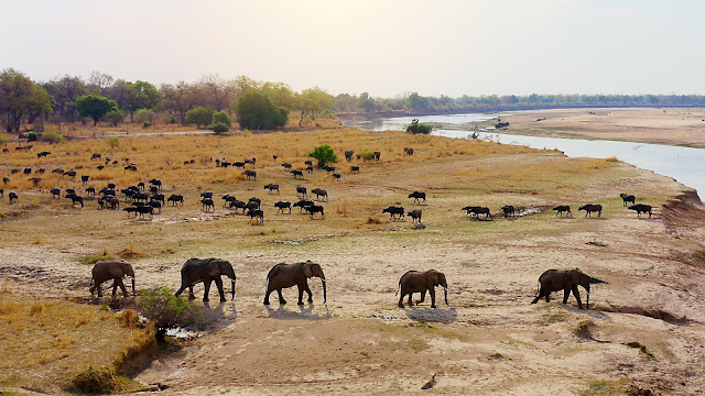 BBC Earth prezintă Regatul rivalilor în Nsefu: viața prădătorilor între teritoriu și familie