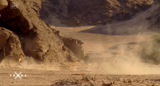 ARD și ZDF își mută accentul către mediul digital, retrag ARD alpha, tagesschau24 și ONE